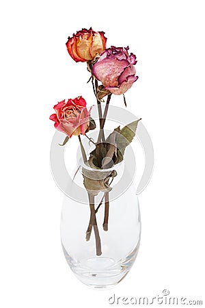 Dried roses Stock Photo