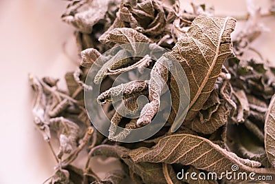 Dried sage leaves Salvia officinalis isolated on white Stock Photo