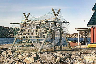 Dried and salted cod, stockfish hanging on a board Stock Photo