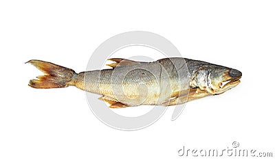 Dried Salted fish kulao Fourfinger threadfin Stock Photo