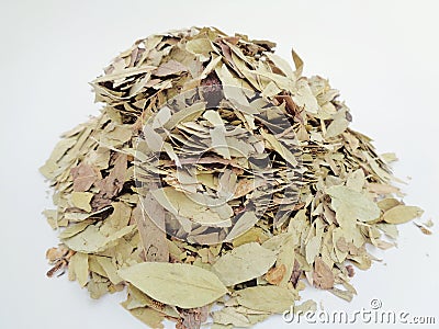 Dried Senna Alexandrina also called daun jati tiongkok, daun jati china leaves with white background. This leaves usually used a Stock Photo