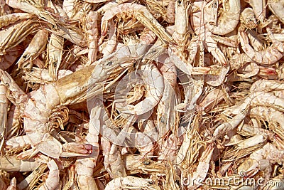 Dried Shrimps Stock Photo