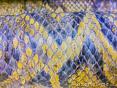 Dried skin of the Burmese python for background. The Burmese python (Python bivittatus) is one of the five largest species of Stock Photo