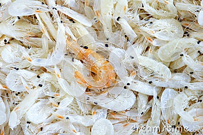 Dried small shrimps Stock Photo