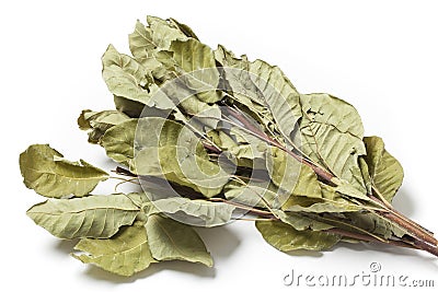 Dried Smoketree Cotinus Coggygria Leaves Stock Photo