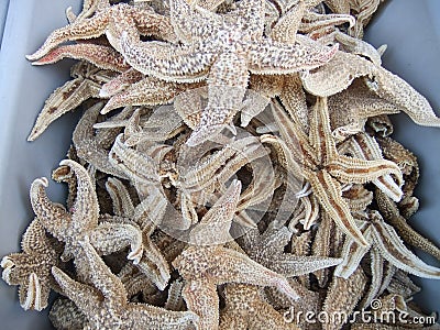 Dried starfish Stock Photo