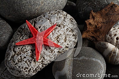 Dried starfish on coastal sea pebbles Stock Photo