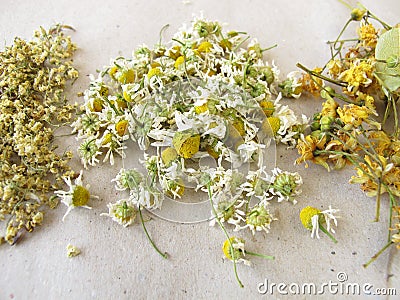 Dried tea herbs Stock Photo