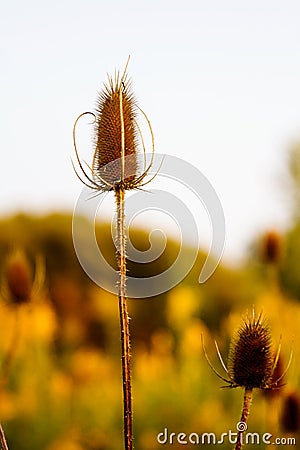 Dried teasel head Stock Photo