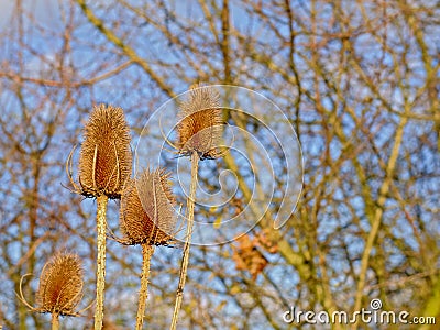 Dried teasel heads with blurred bare tree branches behind - Dispacus Stock Photo