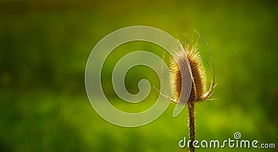 Dried Thistle Stock Photo