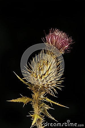 Dried thistle against black Stock Photo