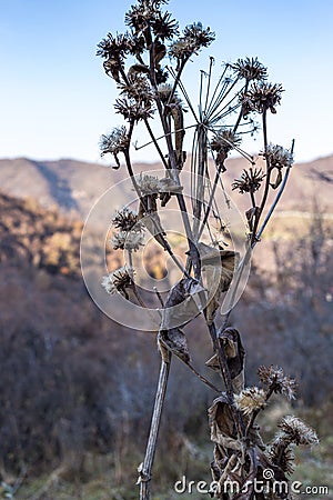 Dried thistle Stock Photo