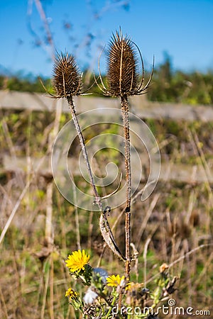 Dried thistle flower Stock Photo