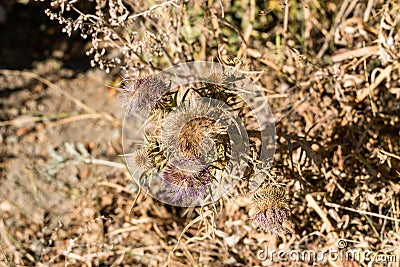 Dried thistle flowers on a background of grass and stones. Stock Photo
