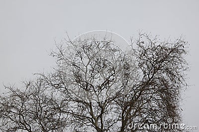 Dried tree branches trees - winter season Stock Photo