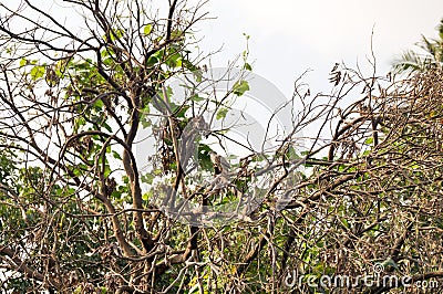 Zebra dove harmonize with the dried tree Stock Photo