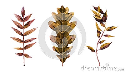 Dried tree leaf set. Design for a greeting, banners, patterns, card, postcard in autumn mood. Watercolour illustration Cartoon Illustration