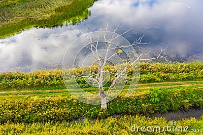 dried tree on small river island. dry grass envelops the coast. aerial top view Stock Photo