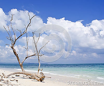 Dried tree trunk with bare branches on the backdrop of blue sea Stock Photo