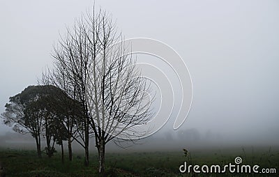 Dried trees in a fog. Stock Photo