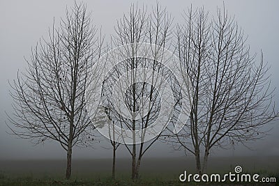 Dried trees in a fog in winter in Brazil Stock Photo
