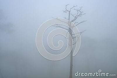 Dried trees in the winter at Mysterious forest with a view of fog Stock Photo