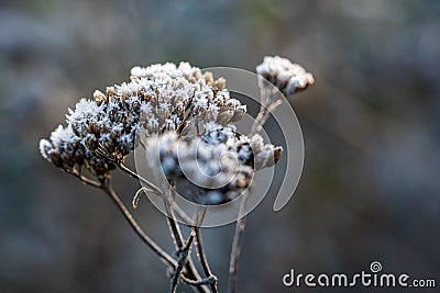 Dried twig of yarrow covered with ice crystals of hoarfrost, back-lit by warm sunlight. Frosty winter weather background. Close-up Stock Photo