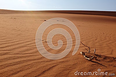 Dried twigs and branches on a hot and dry desert landscape in Riyadh, Saudi Arabia Stock Photo