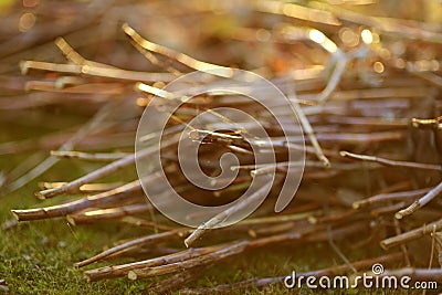 Dried twigs in a pile in a garden at late autumn day Stock Photo