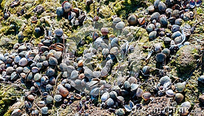The dried-up bottom of a reservoir covered with dry mud and shells of bivalve mollusks Cerastoderma and Mytilus Stock Photo