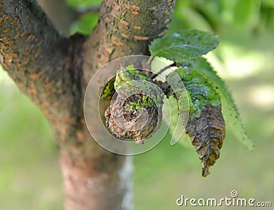 The dried-up sweet cherry leaves, damaged by a plant louse Stock Photo