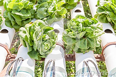 Dried up vegetable in outdoor hydroponic garden farm from burning sunlight. Stock Photo