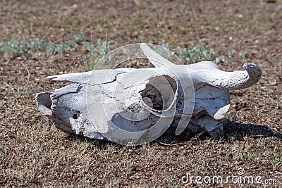 A dried-up white animal skull with horns and empty eye sockets in the grass. cow skull lying on the ground against the Stock Photo