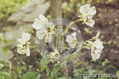 The dried-up flowers autumn sepia texture Stock Photo