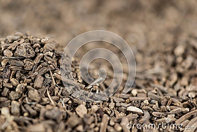 Dried Valerian roots as background image or as texture Stock Photo