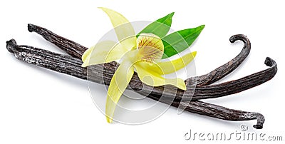 Dried vanilla pods and orchid vanilla flower on white background Stock Photo