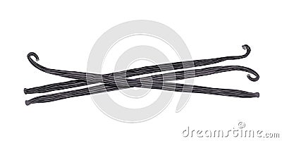 Dried vanilla stick isolated on a white background. Vector Illustration