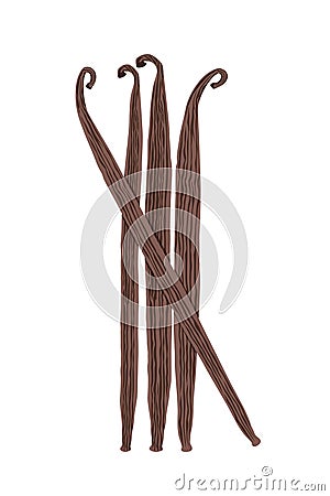 Dried vanilla stick on a white background.Bundle of dried bourbon vanilla beans Vector Illustration