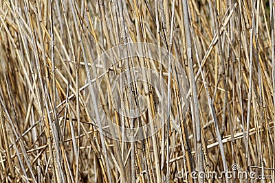 Dried Water Reed - Background Stock Photo