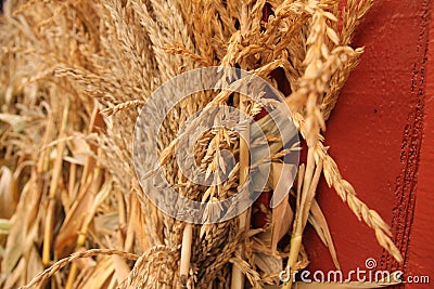 Dried Wheat and Corn Husks Stock Photo