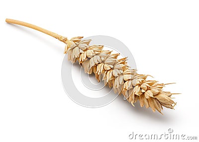 Dried Wheat Ear Stock Photo