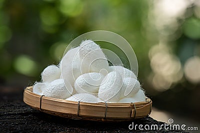 Dried white cocoon on nature background Stock Photo