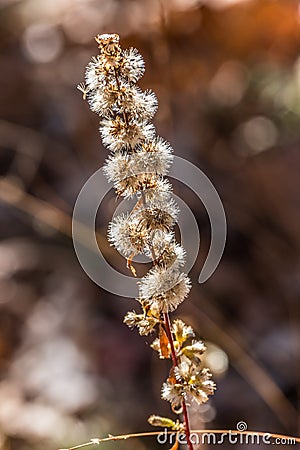 Dried wildflower in autumn Stock Photo