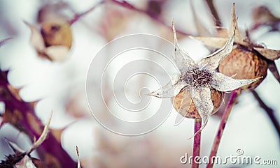 Dried Winter Rose Hips Stock Photo