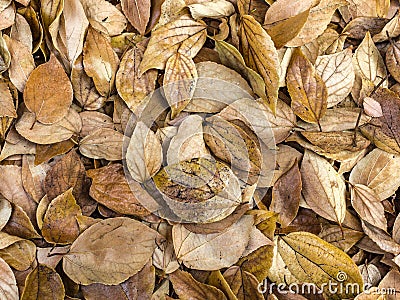 Dried autumn leaves Stock Photo
