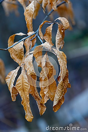 Dried yellow leaves on a tree branch. Warm yellow leaves on a cold background Stock Photo