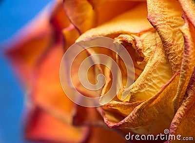 Dried yellow rose Stock Photo
