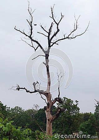 A driest tree Stock Photo