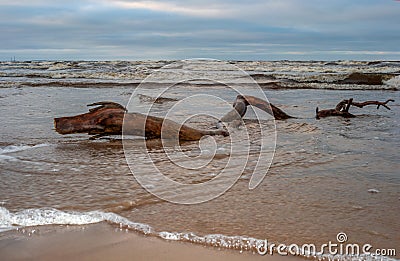 Drifted to the beach after a severe storm. Beautiful romantic photo. Can be used as background Stock Photo